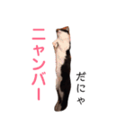 ねこちゃんたちの日常。。（個別スタンプ：10）