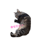 ねこちゃんたちの日常。。（個別スタンプ：11）