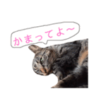 ねこちゃんたちの日常。。（個別スタンプ：14）