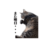 ねこちゃんたちの日常。。（個別スタンプ：16）