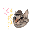 ねこちゃんたちの日常。。（個別スタンプ：17）