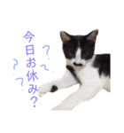 ねこちゃんたちの日常。。（個別スタンプ：18）