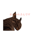 ねこちゃんたちの日常。。（個別スタンプ：19）