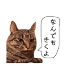 ねこちゃんたちの日常。。（個別スタンプ：20）