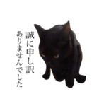ねこちゃんたちの日常。。（個別スタンプ：21）
