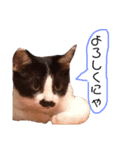 ねこちゃんたちの日常。。（個別スタンプ：23）