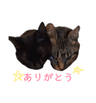 ねこちゃんたちの日常。。（個別スタンプ：24）