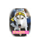 シベリアンハスキー  風花and風音（個別スタンプ：6）