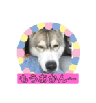 シベリアンハスキー  風花and風音（個別スタンプ：11）
