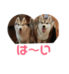 シベリアンハスキー  風花and風音（個別スタンプ：15）