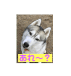 シベリアンハスキー  風花and風音（個別スタンプ：16）