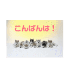 シベリアンハスキー  風花and風音（個別スタンプ：17）