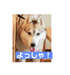 シベリアンハスキー  風花and風音（個別スタンプ：27）