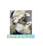 シベリアンハスキー  風花and風音（個別スタンプ：28）