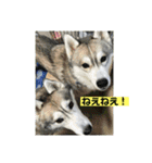 シベリアンハスキー  風花and風音（個別スタンプ：30）