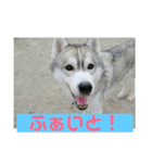 シベリアンハスキー  風花and風音（個別スタンプ：31）