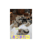 シベリアンハスキー  風花and風音（個別スタンプ：37）