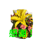 ナツノオモイデ（個別スタンプ：10）