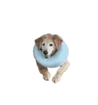 柴犬カンタのスタンプ第二弾（個別スタンプ：3）