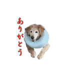 柴犬カンタのスタンプ第二弾（個別スタンプ：4）