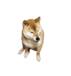 柴犬カンタのスタンプ第二弾（個別スタンプ：5）