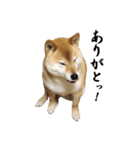 柴犬カンタのスタンプ第二弾（個別スタンプ：6）