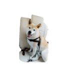 柴犬カンタのスタンプ第二弾（個別スタンプ：7）