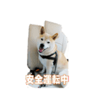 柴犬カンタのスタンプ第二弾（個別スタンプ：8）