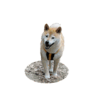 柴犬カンタのスタンプ第二弾（個別スタンプ：9）