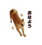 柴犬カンタのスタンプ第二弾（個別スタンプ：17）