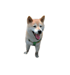 柴犬カンタのスタンプ第二弾（個別スタンプ：21）