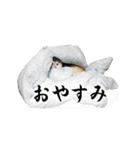 柴犬カンタのスタンプ第二弾（個別スタンプ：24）
