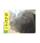 犬 柴犬ラブラドールレトリーバー 02（個別スタンプ：3）