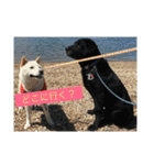犬 柴犬ラブラドールレトリーバー 02（個別スタンプ：4）