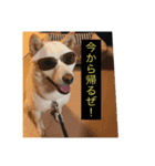 犬 柴犬ラブラドールレトリーバー 02（個別スタンプ：7）