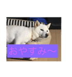 犬 柴犬ラブラドールレトリーバー 02（個別スタンプ：8）