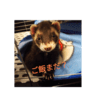 ニートのフェレット 2（個別スタンプ：1）
