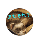 ニートのフェレット 2（個別スタンプ：7）