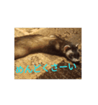ニートのフェレット 2（個別スタンプ：10）
