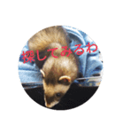 ニートのフェレット 2（個別スタンプ：13）
