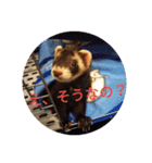 ニートのフェレット 2（個別スタンプ：16）