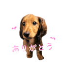 ミニチュアダックスのもも【日常編】（個別スタンプ：7）