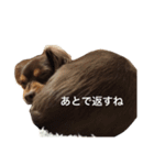 ちわわのちくちゃん（個別スタンプ：14）