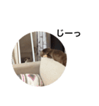 ちわわのちくちゃん（個別スタンプ：29）