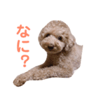 クレアすたんぷ（個別スタンプ：1）