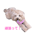 クレアすたんぷ（個別スタンプ：5）