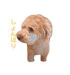 クレアすたんぷ（個別スタンプ：6）