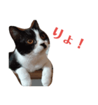 にゃんたくてぃっくフォーの挨拶（個別スタンプ：1）
