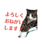 にゃんたくてぃっくフォーの挨拶（個別スタンプ：2）