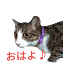 にゃんたくてぃっくフォーの挨拶（個別スタンプ：4）